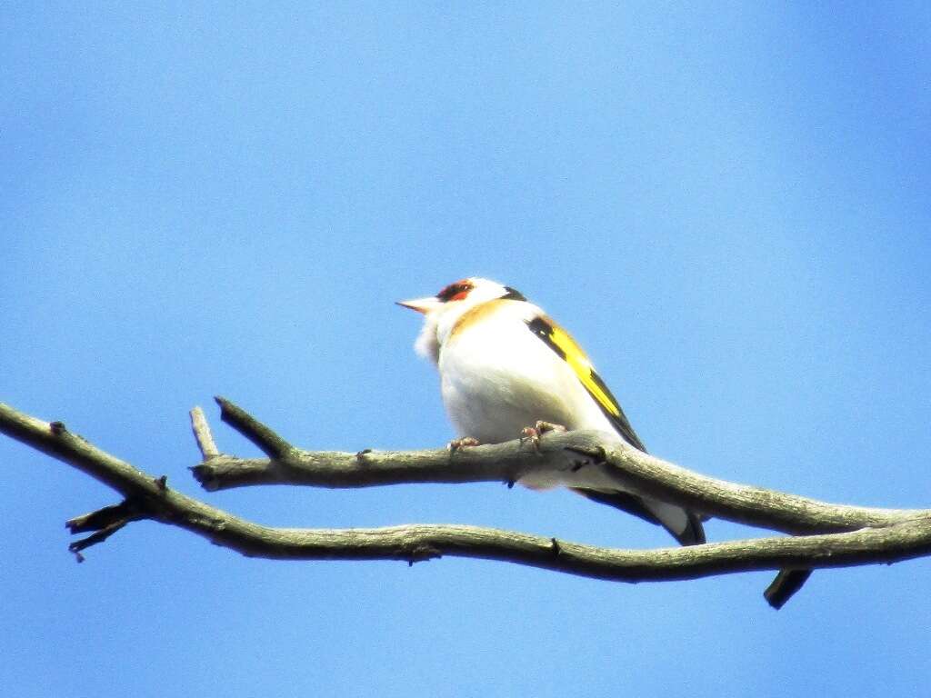 Image of European Goldfinch