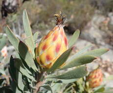 Imagem de Leucadendron rubrum Burm. fil.