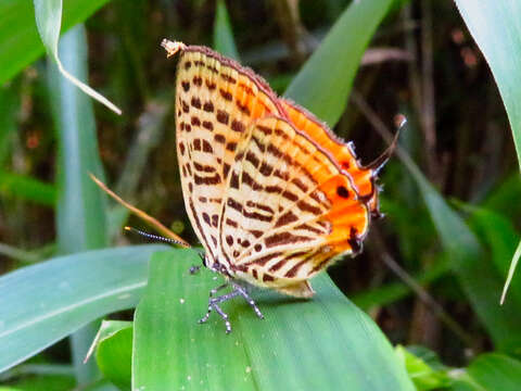 Image of Japonica saepestriata (Hewitson 1865)