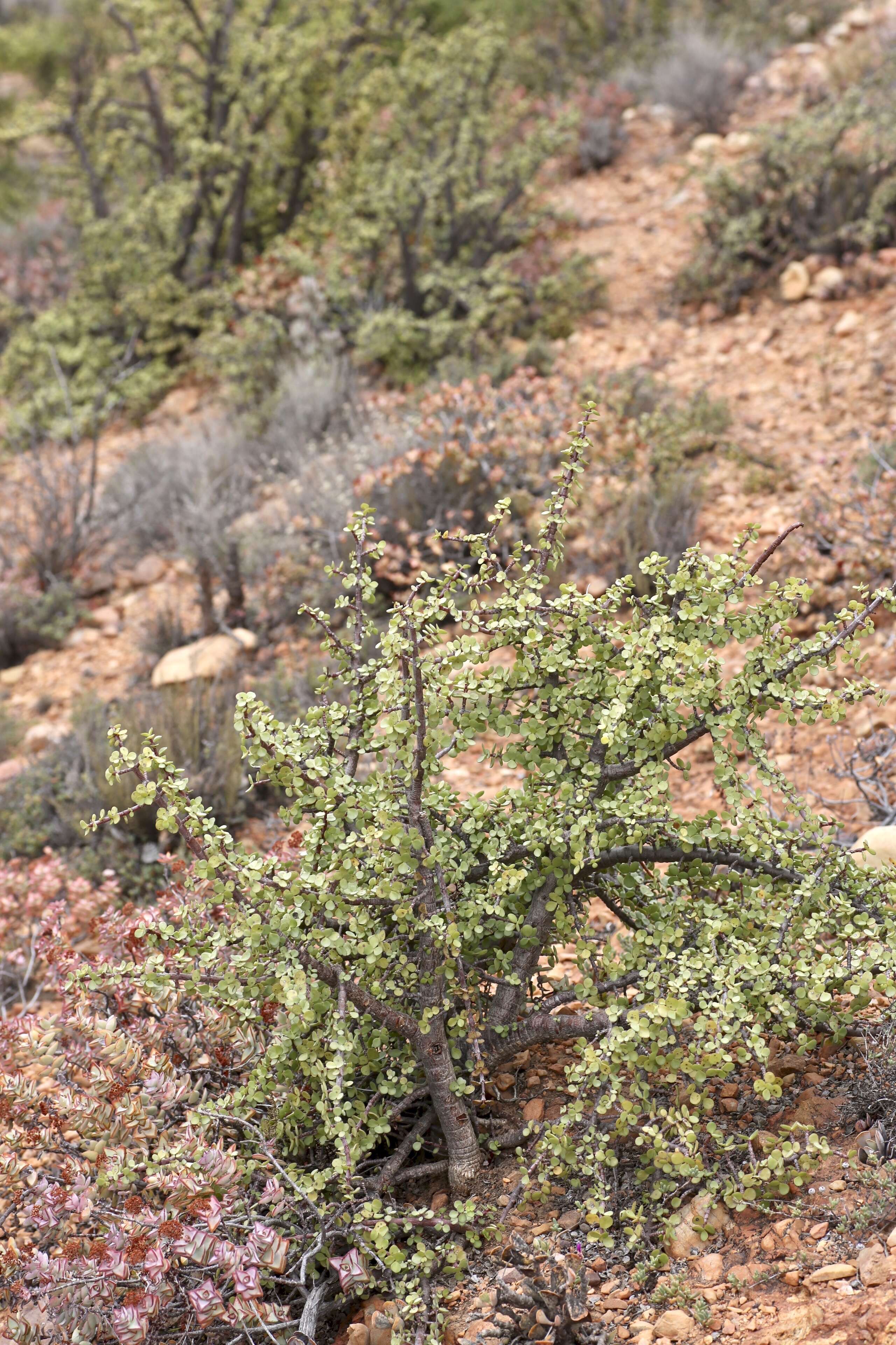 Image of portulacaria