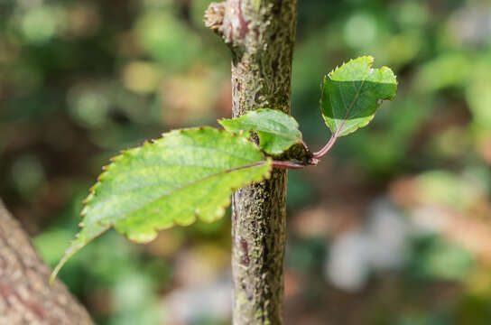 Image of Stachyurus chinensis Franch.