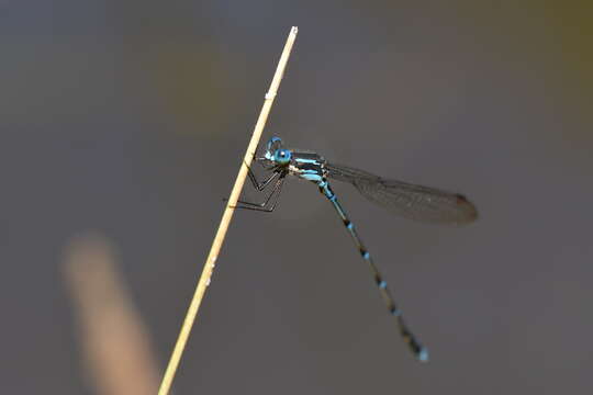 Image of Blue Damselfly