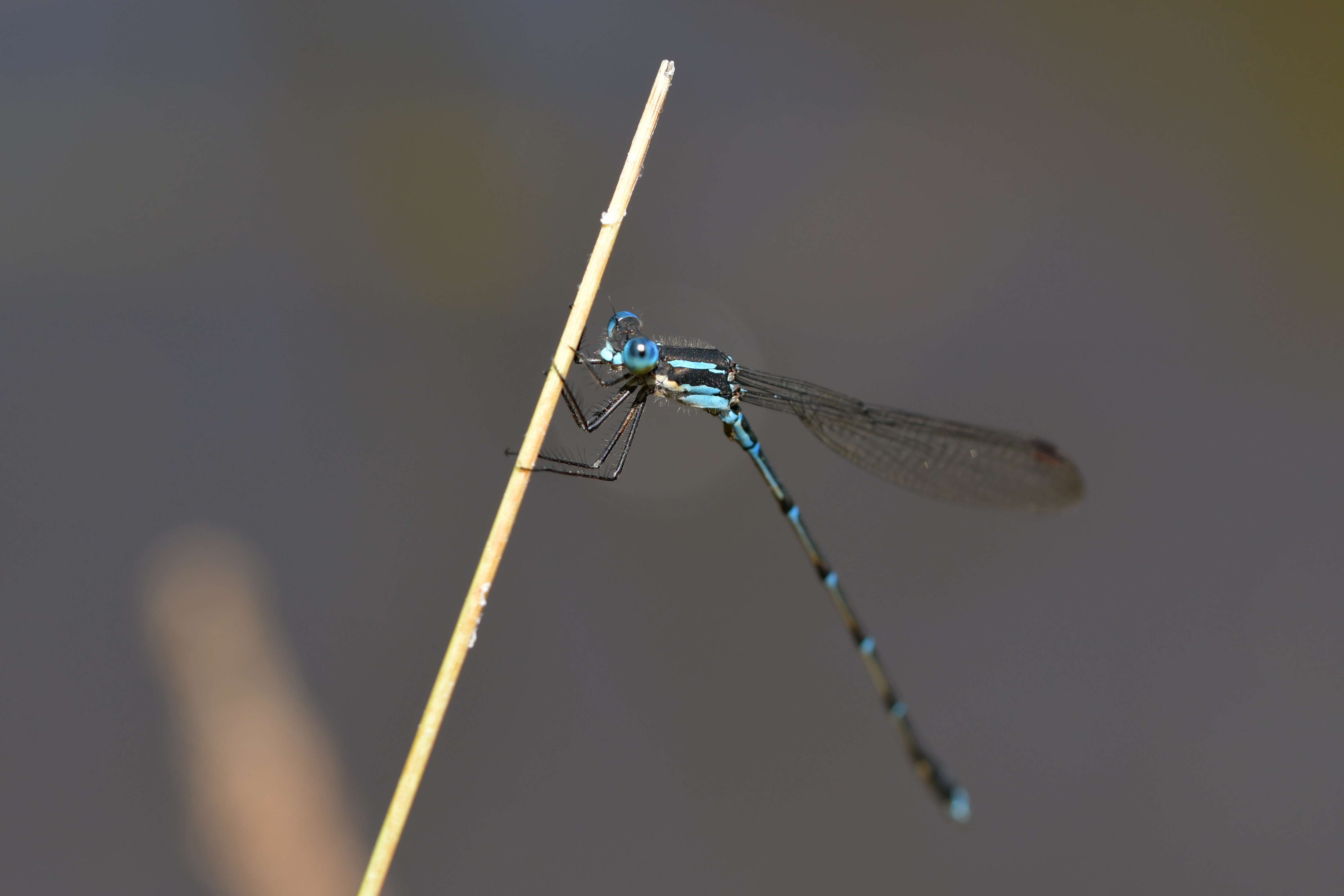 Sivun Austrolestes colensonis (White ex White & Gardiner Butler 1846) kuva