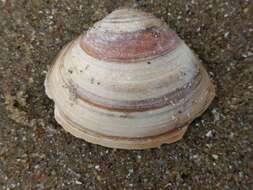 Image of surf clam