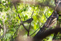 Image of Bay-breasted Warbler