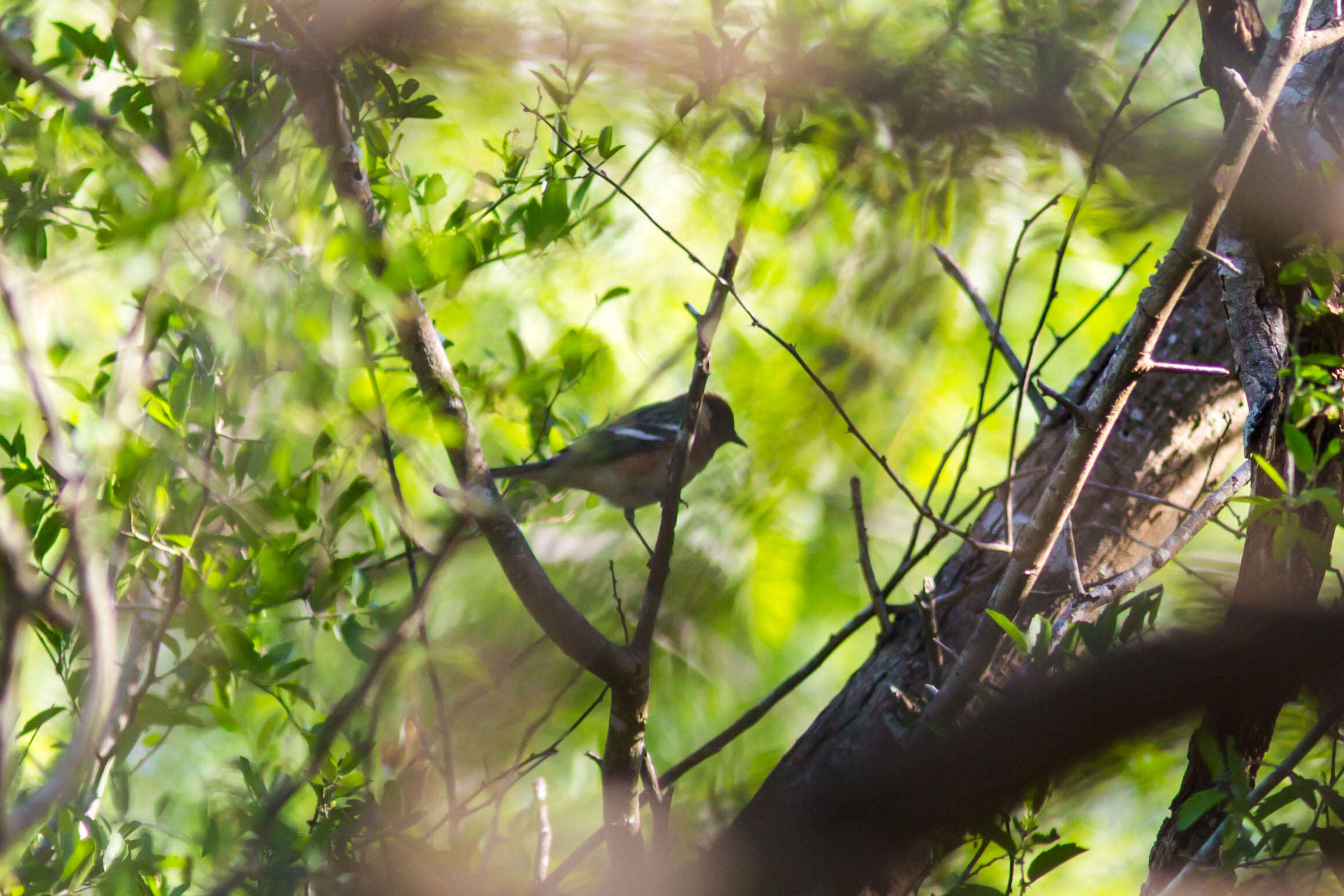 Image of Bay-breasted Warbler