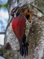 Image of Lesser Crimson-backed Flameback