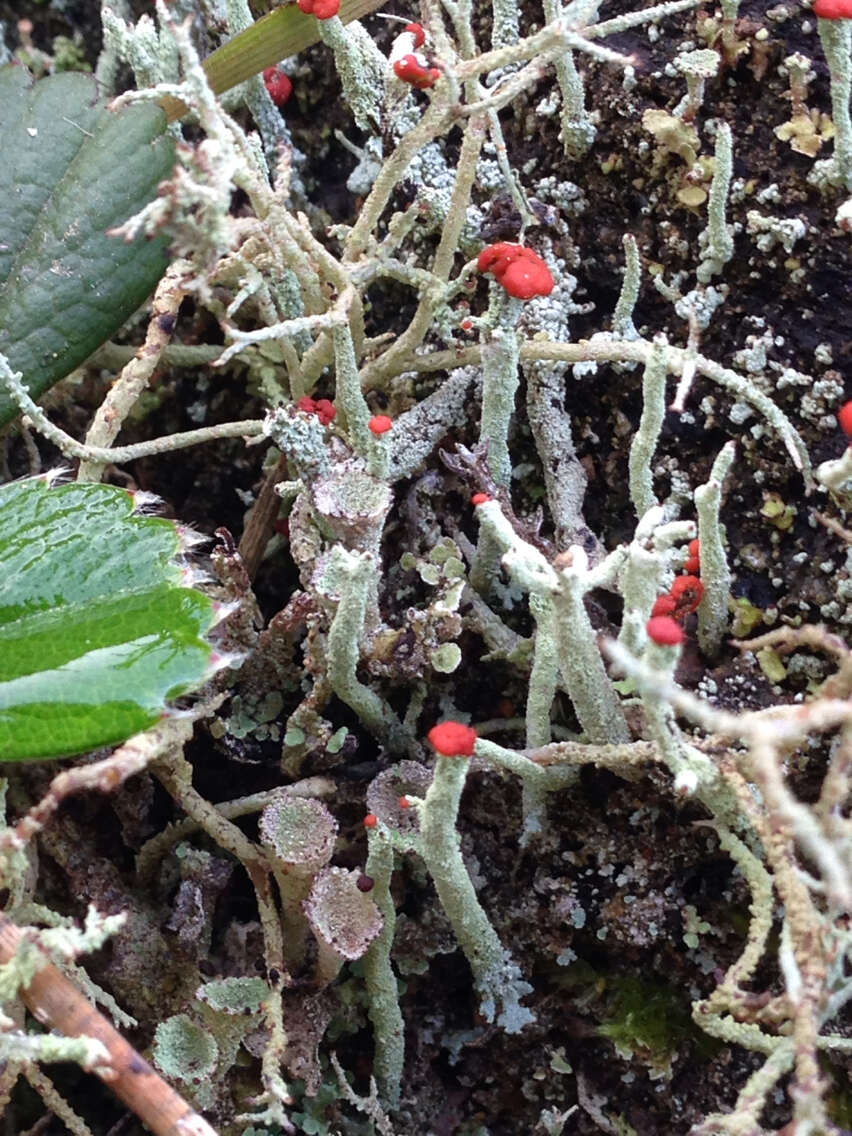 Image of Cladonia macilenta