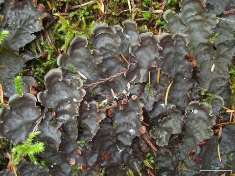 Image of Flat-fruited pelt;   Horizontal felt lichen