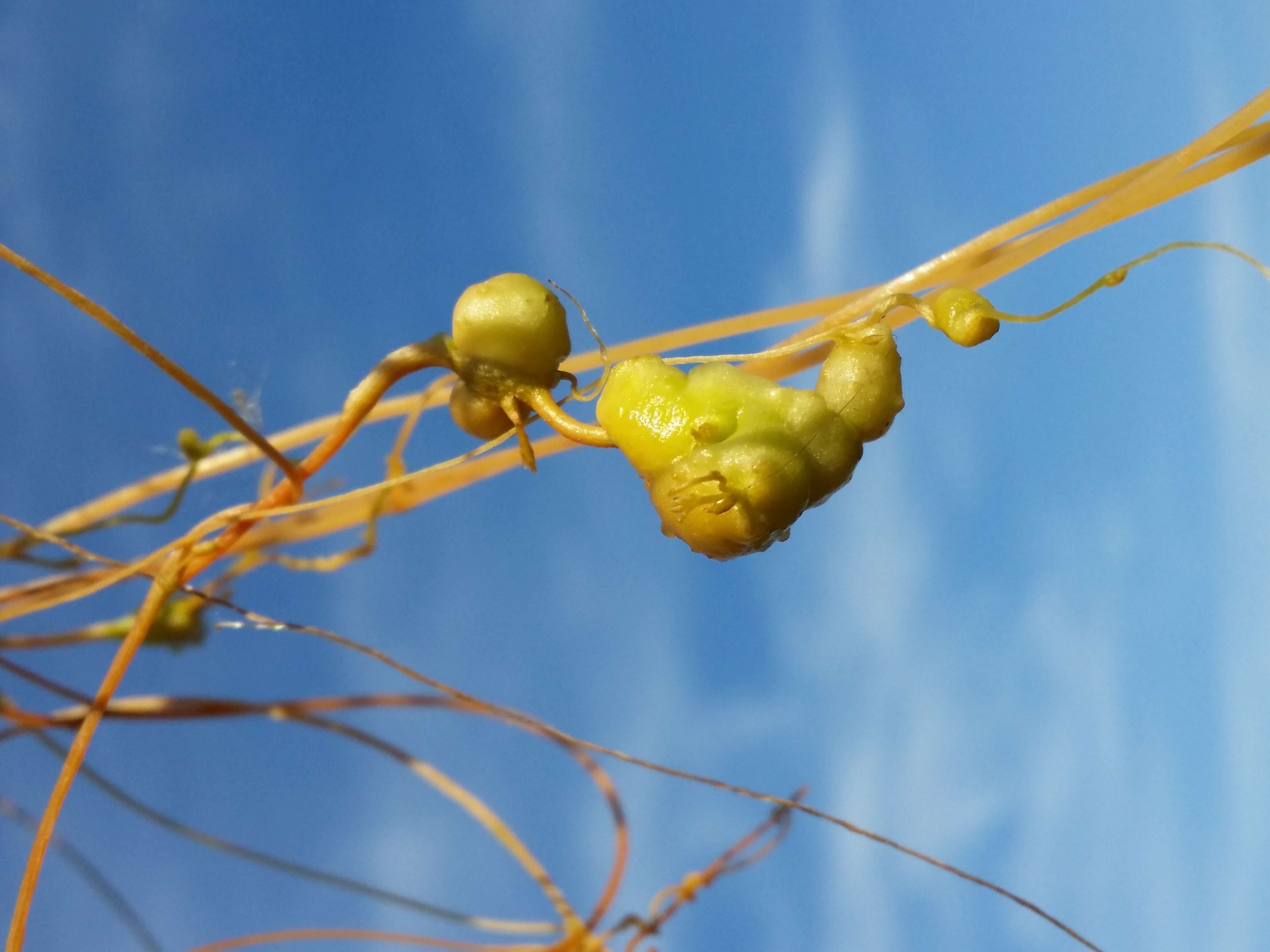 Image de Cuscuta campestris