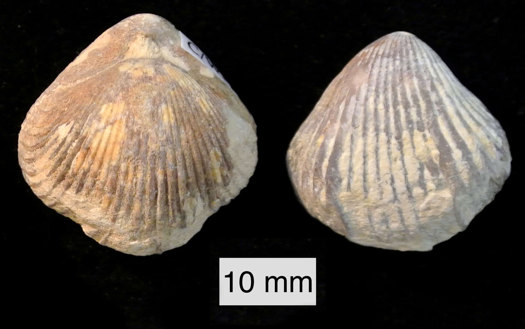 Image of Rhynchonellata Williams, Carlson, Brunton, Holmer & Popov 1996