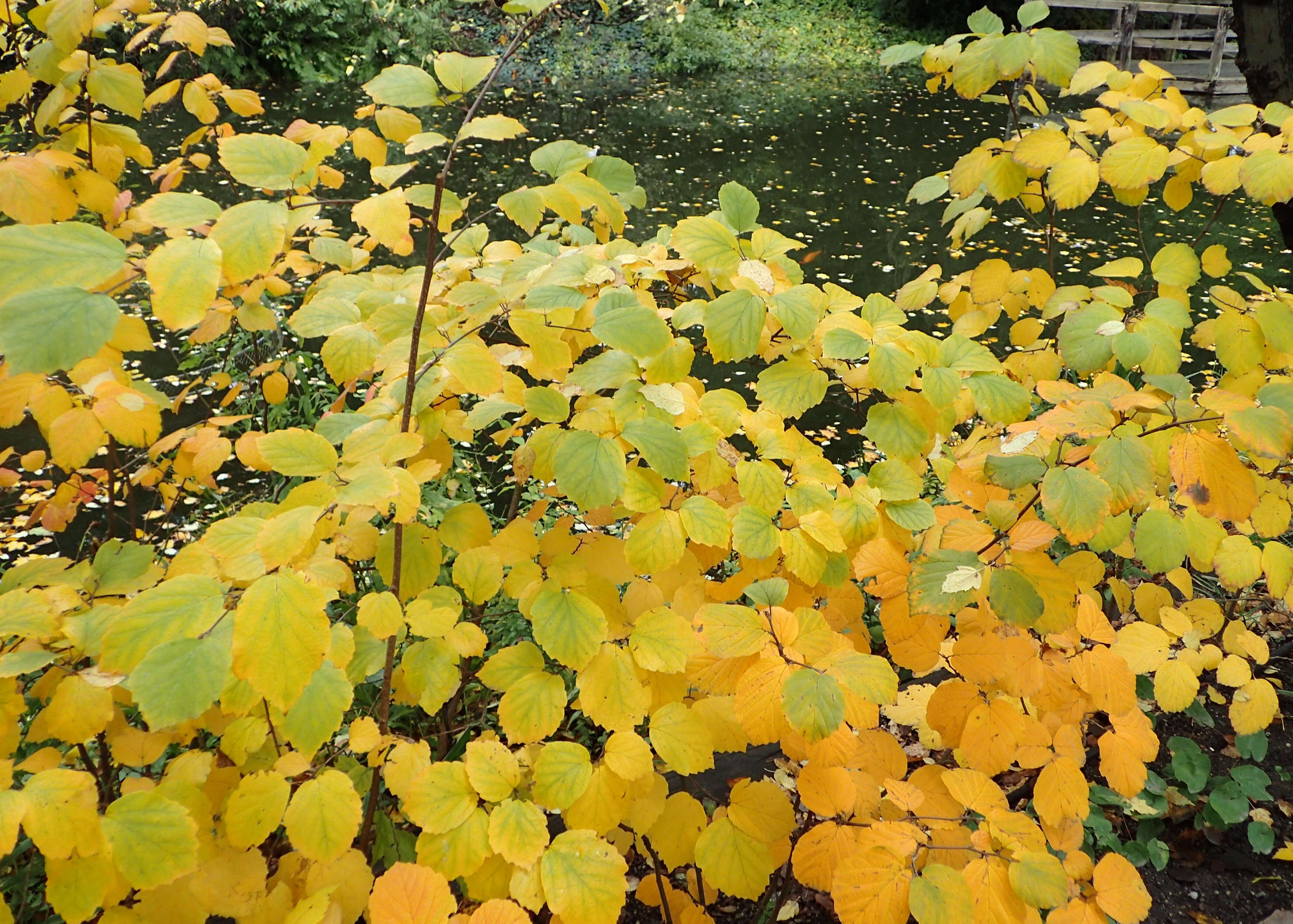 Imagem de Fothergilla major (Sims) Lodd.