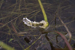 Image of Cape pondweed