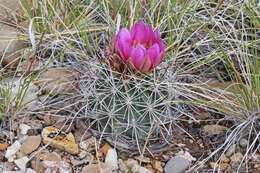 Image of Colorado hookless cactus