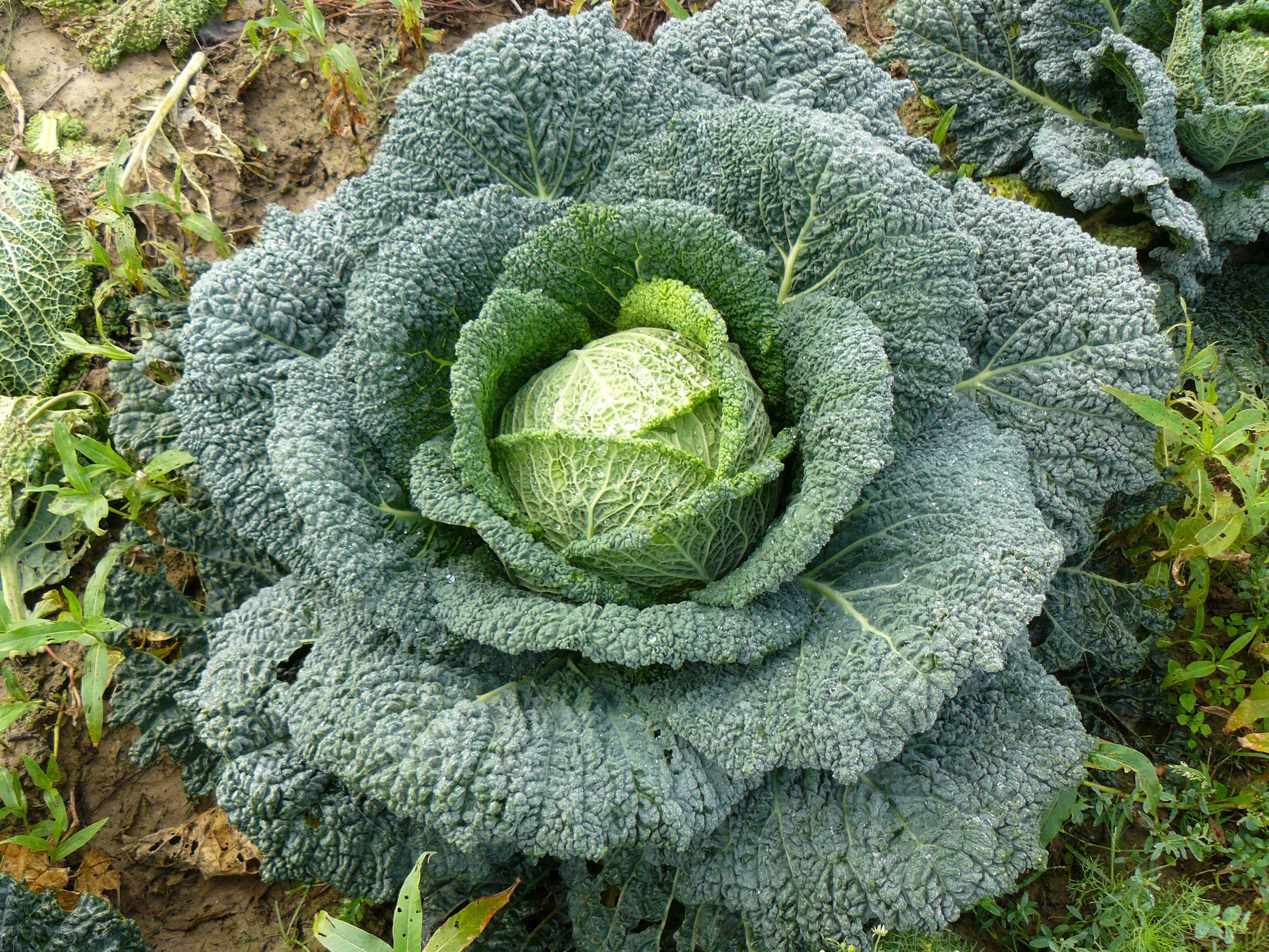 Image of Savoy cabbage