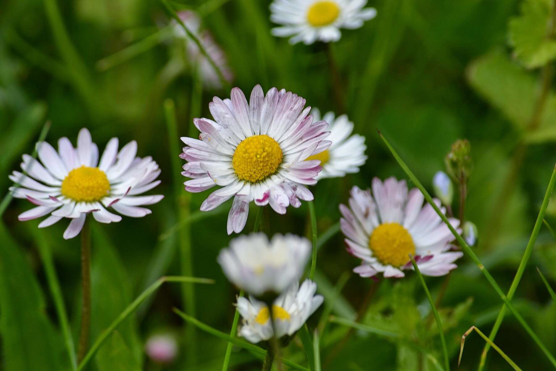 Image of Daisy