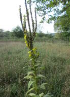 Image of Great Mullein