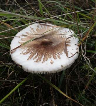 Image of Macrolepiota mastoidea (Fr.) Singer 1951