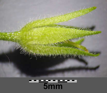 Слика од Lysimachia punctata L.