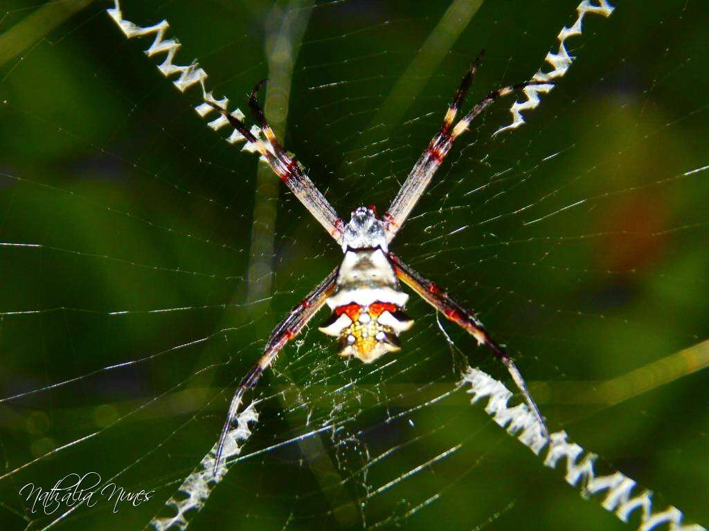 Image of Silver Argiope