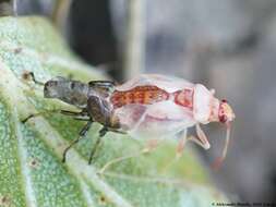 Image of Birch Catkin Bug