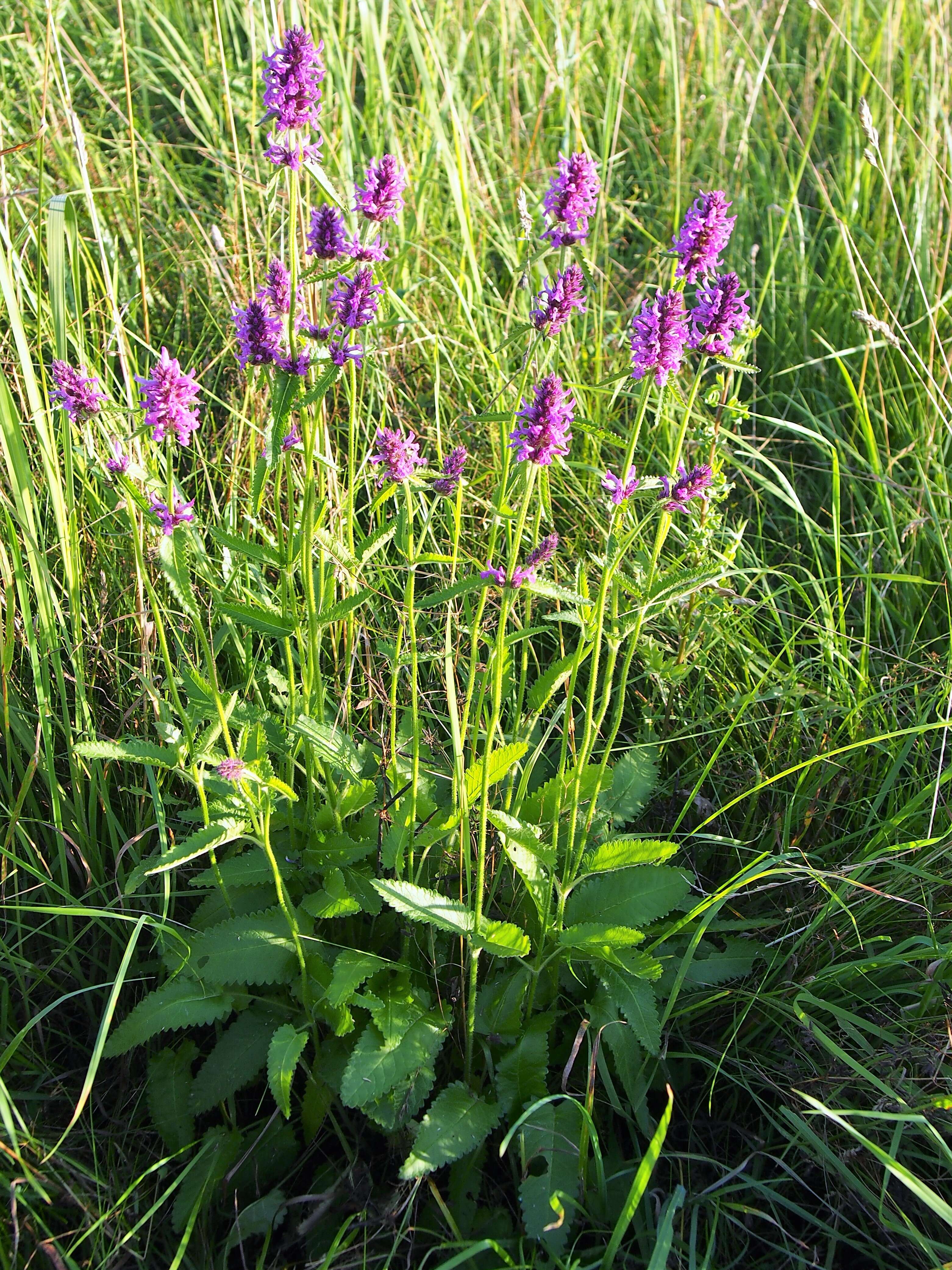 Image de Betonica officinalis L.