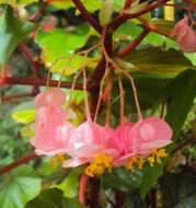 Image of Begonia malabarica Lam.