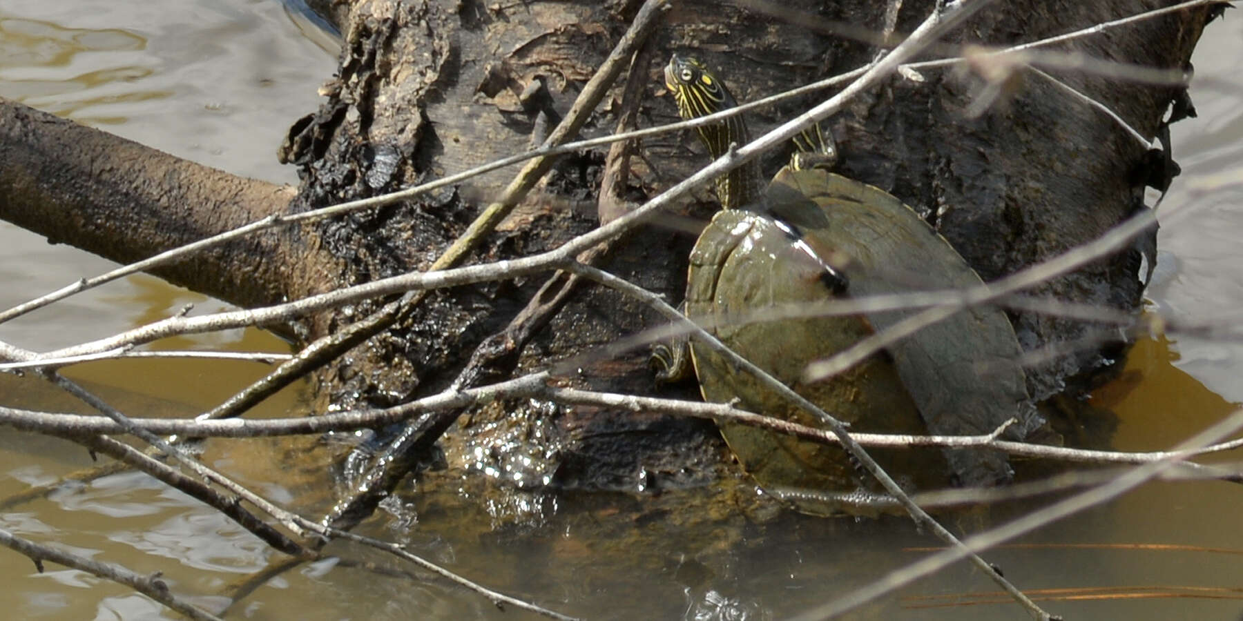 Image of Map Turtles