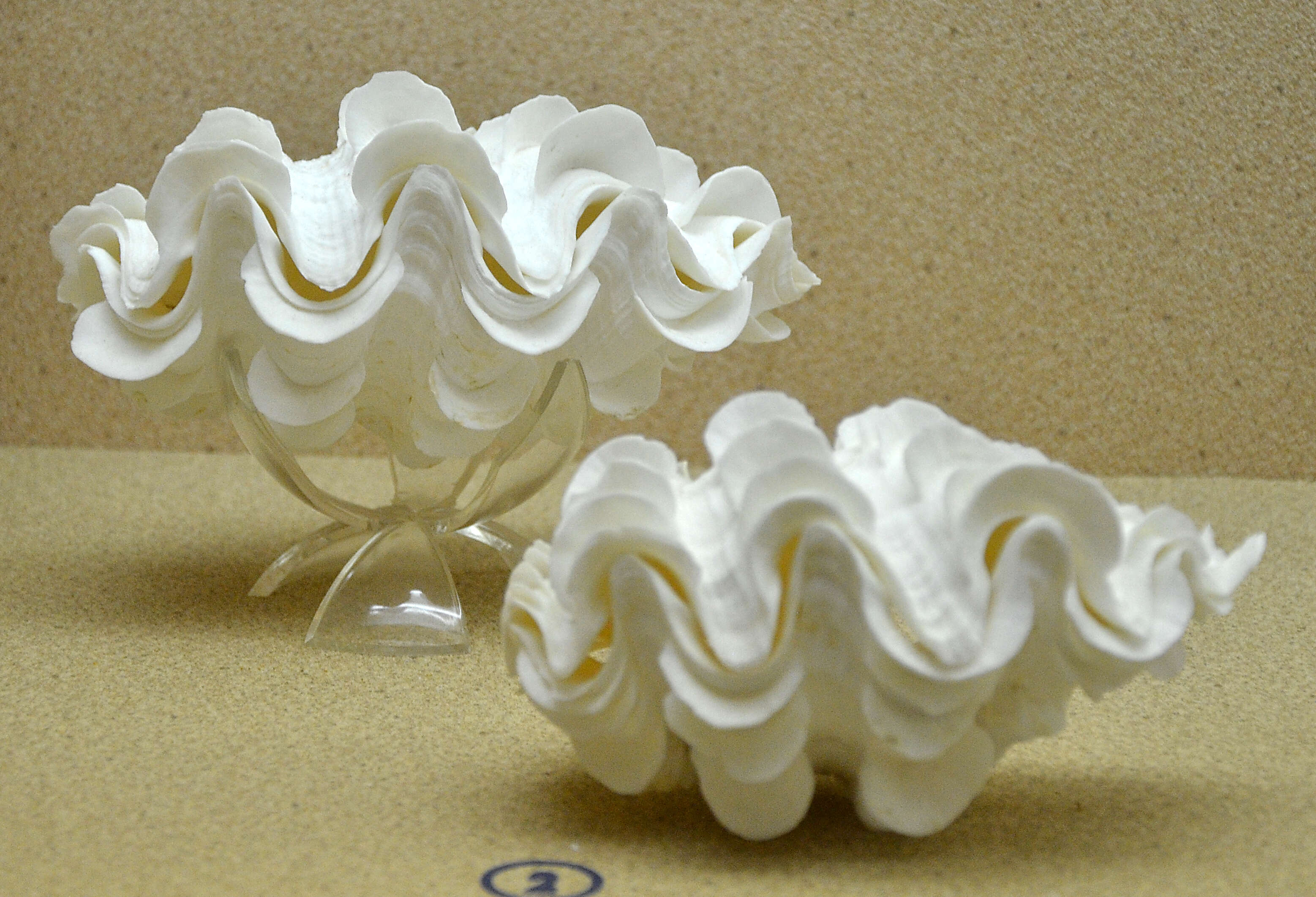 Image of Small giant clam