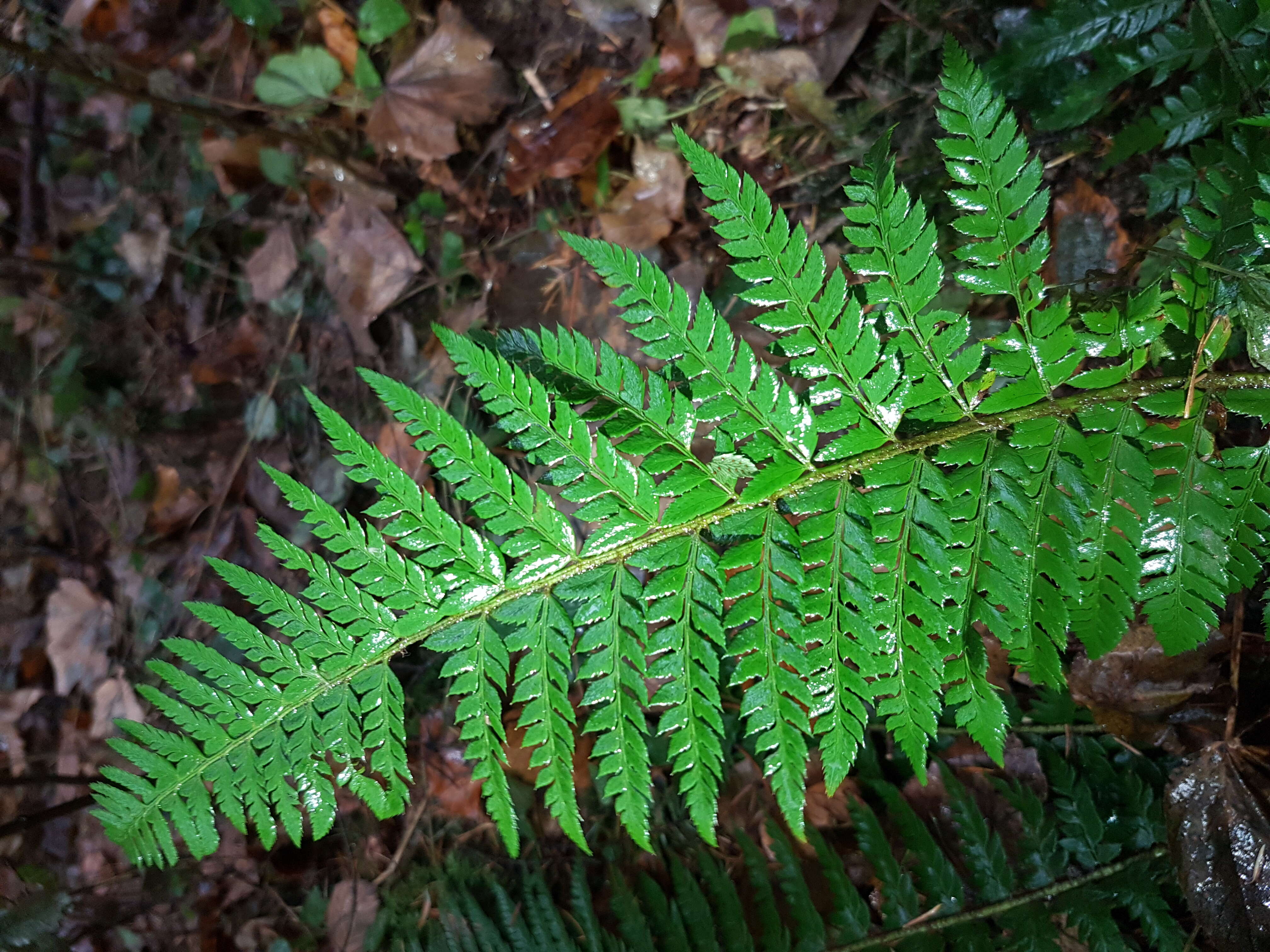 Image of hard shield-fern