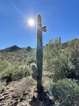 Image of saguaro