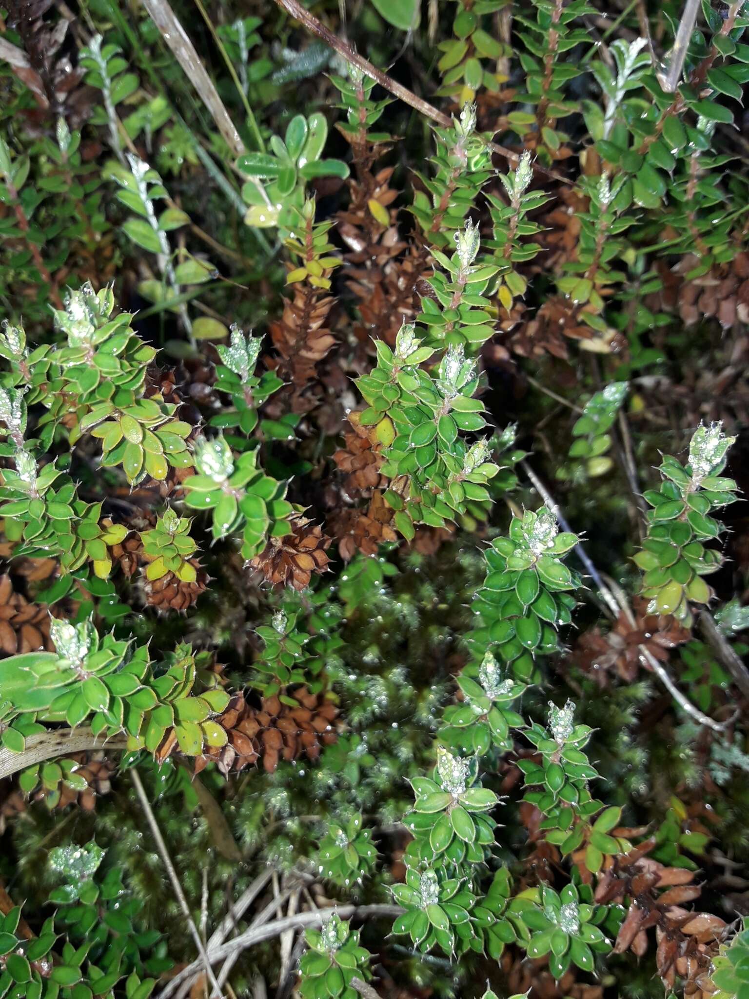 Image of Leucopogon fraseri A. Cunn. ex DC.