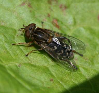 Image of Anasimyia contracta