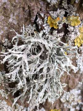 Imagem de Ramalina farinacea (L.) Ach.