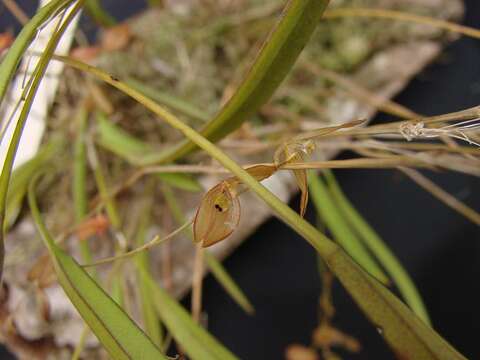 Image of Acianthera octophrys (Rchb. fil.) Pridgeon & M. W. Chase