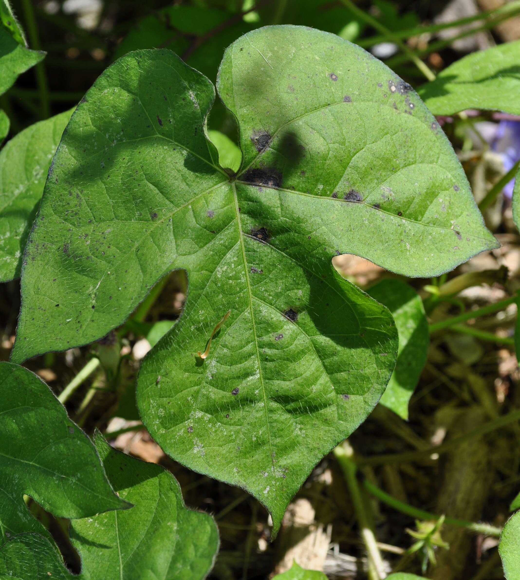 Image of Ivyleaf morning-glory