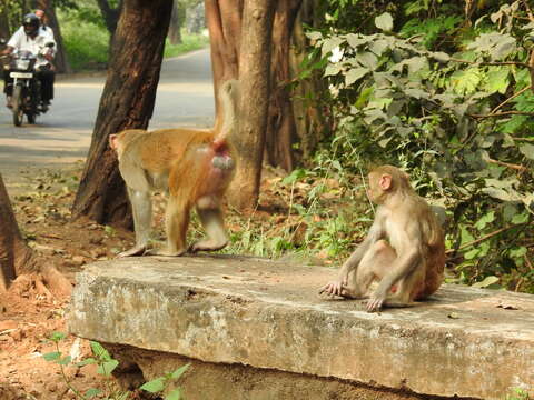 Image of Rhesus Monkey