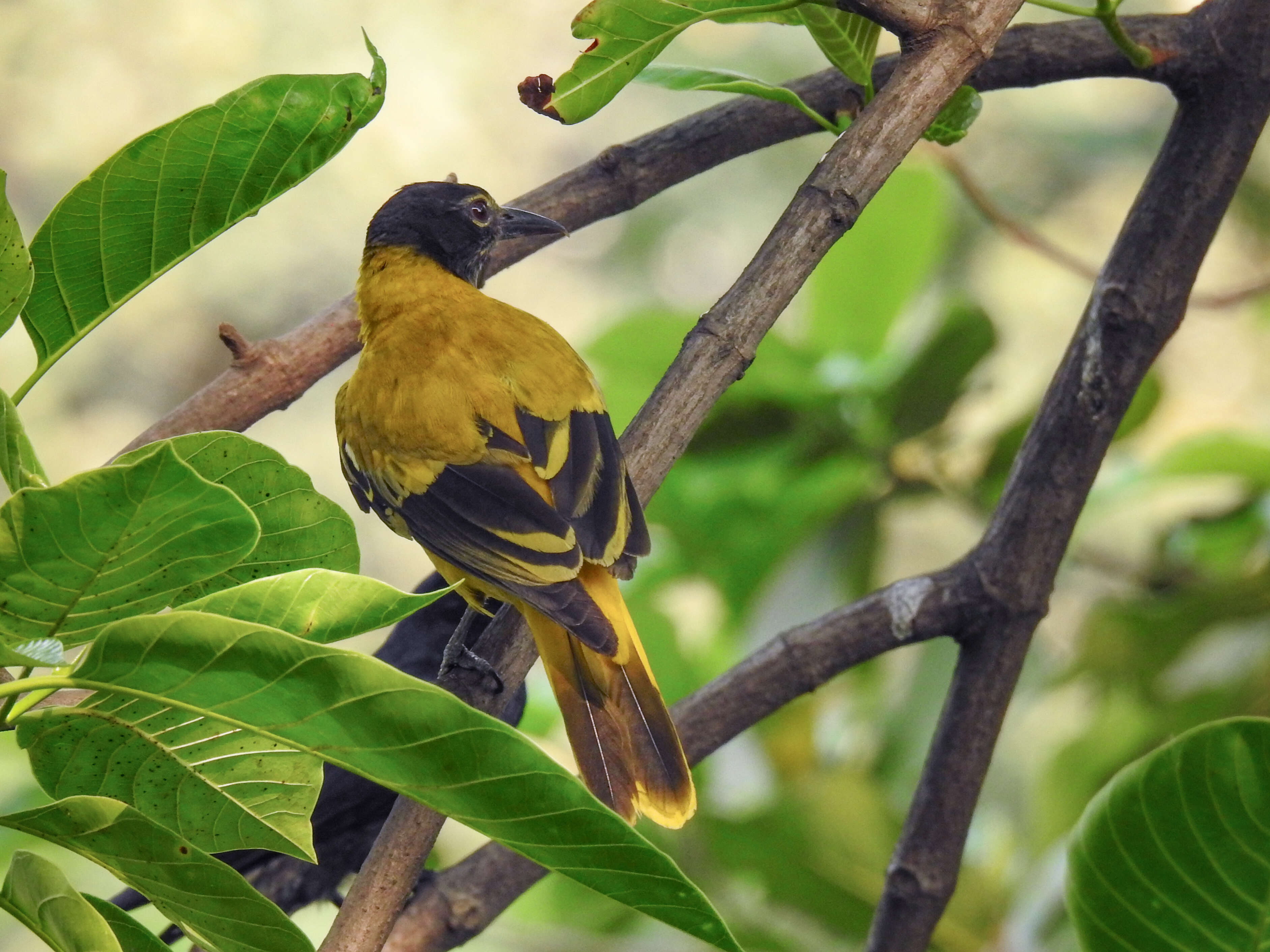 Image of Black-hooded Oriole