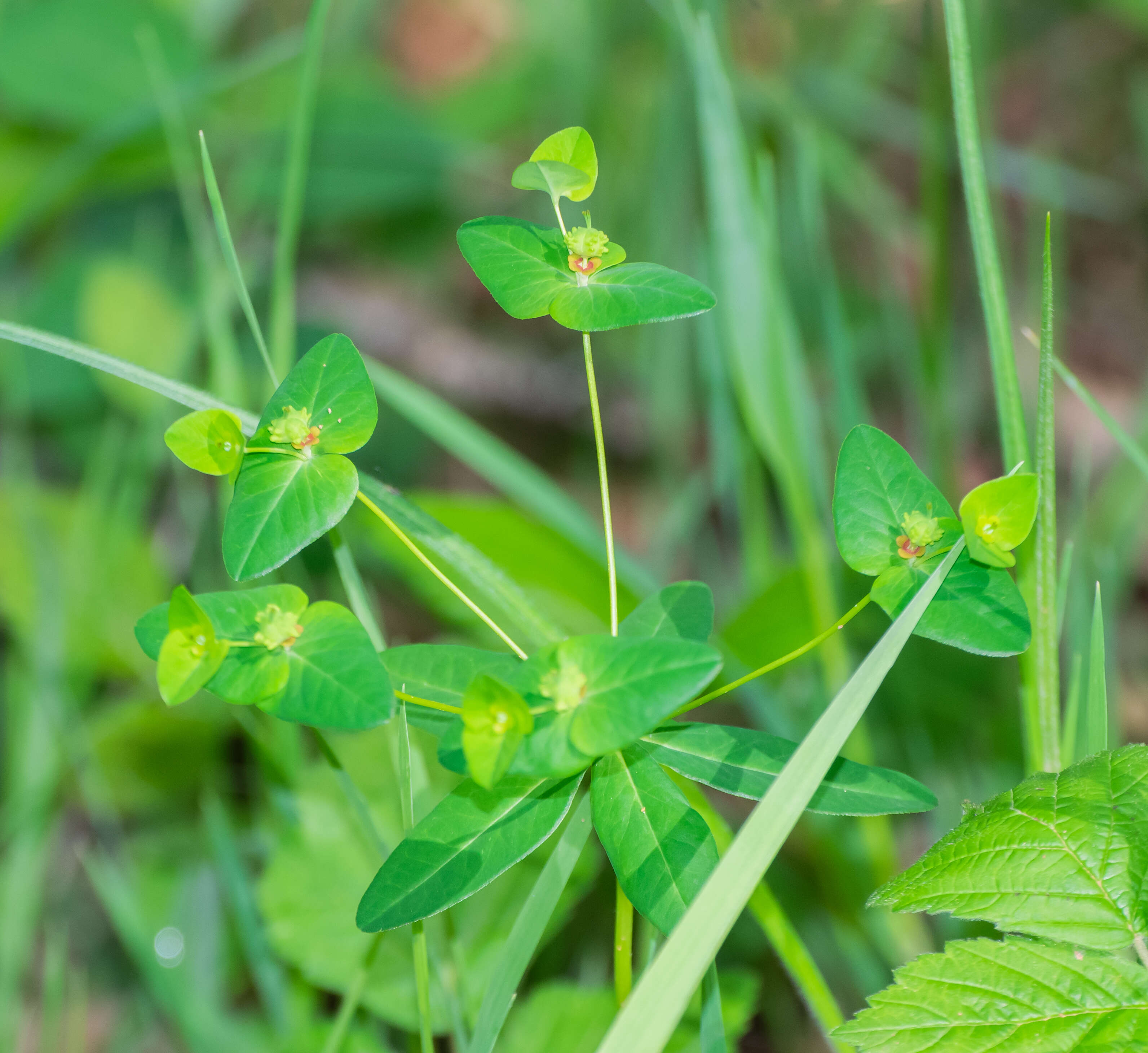 Image of sweet spurge