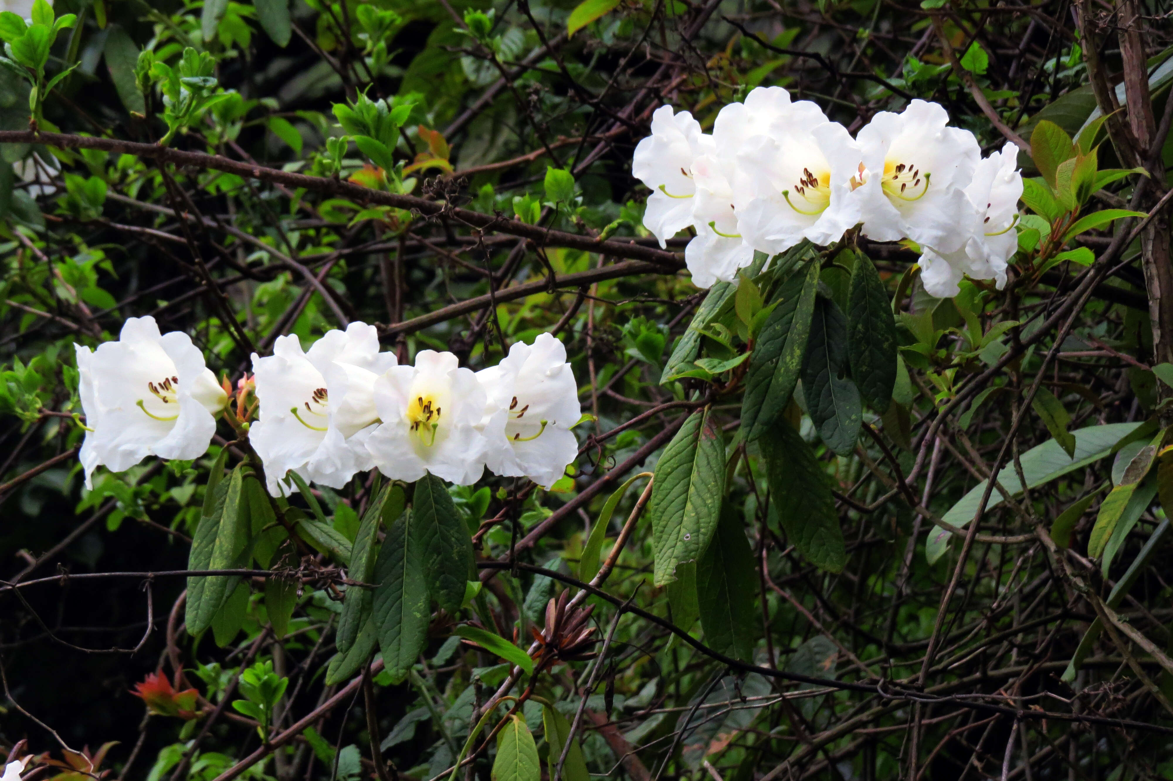 Image of Rhododendron edgeworthii Hook. fil.