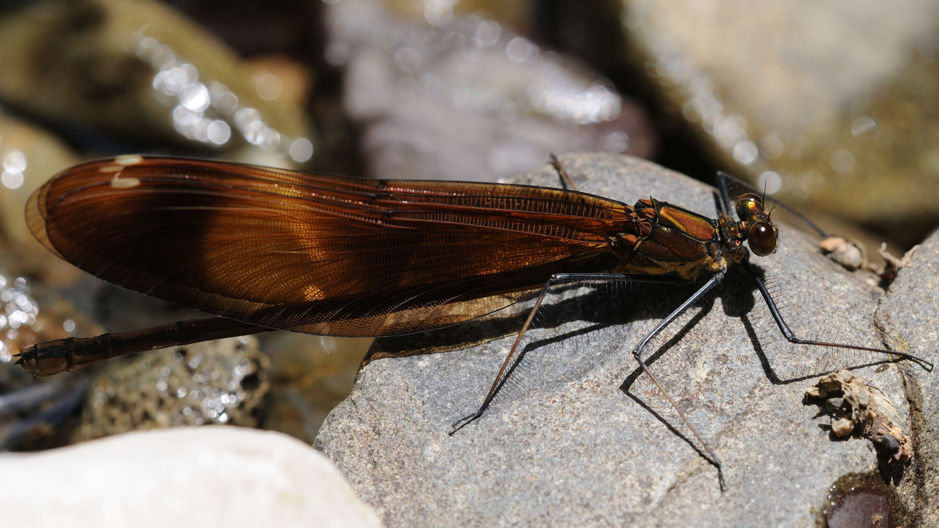 Image of Dark-winged Damselfly