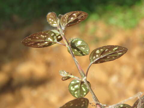 Image of polkadot-plant