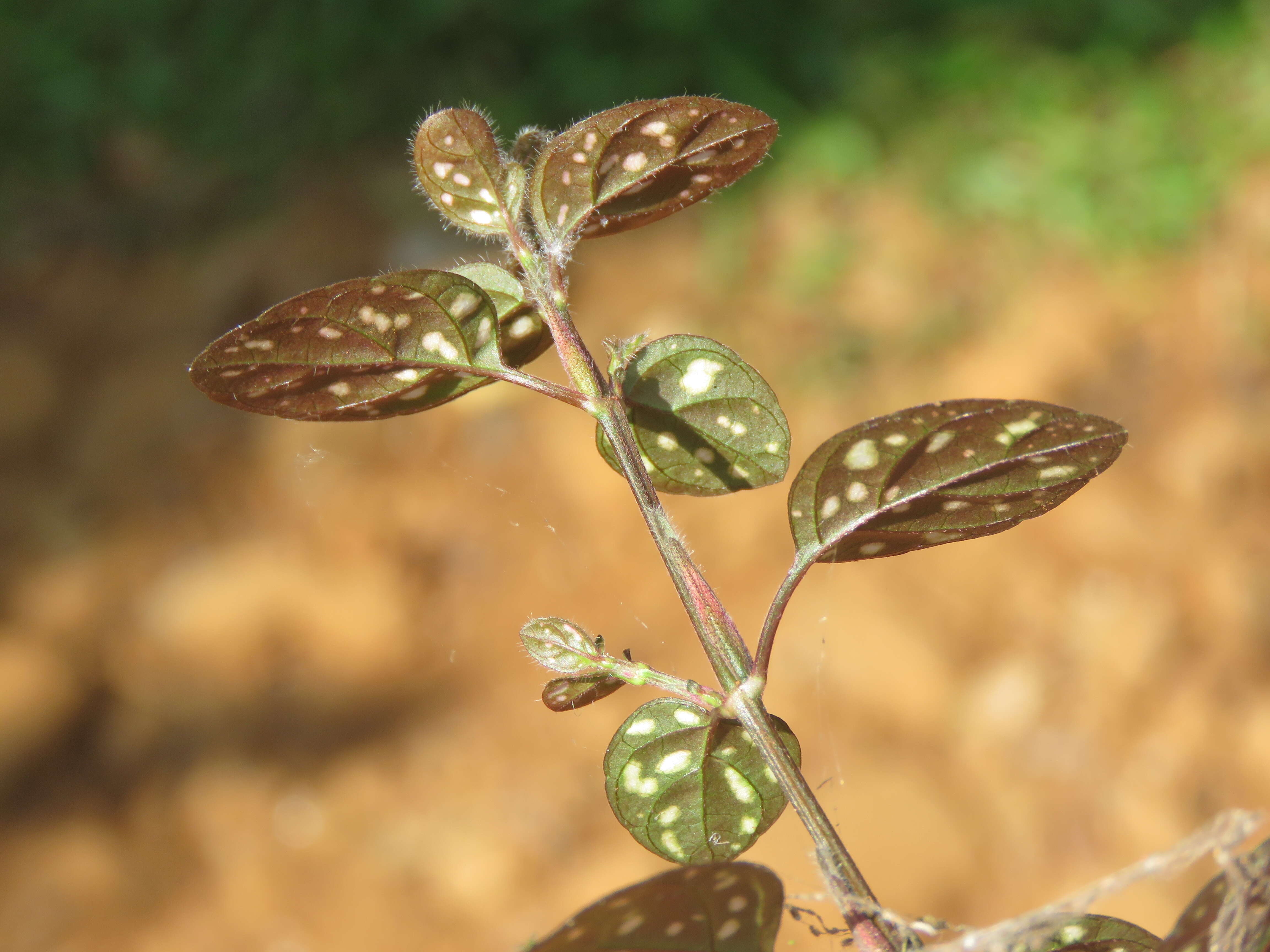 Hypoestes phyllostachya Baker resmi