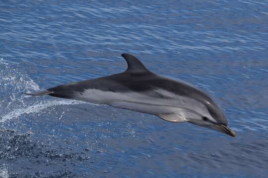 Image of Blue-white Dolphin