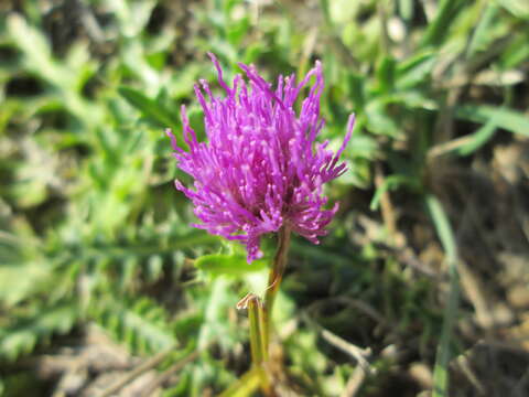 Cirsium acaule (L.) Scop. resmi