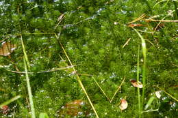 Plancia ëd Utricularia minor L.