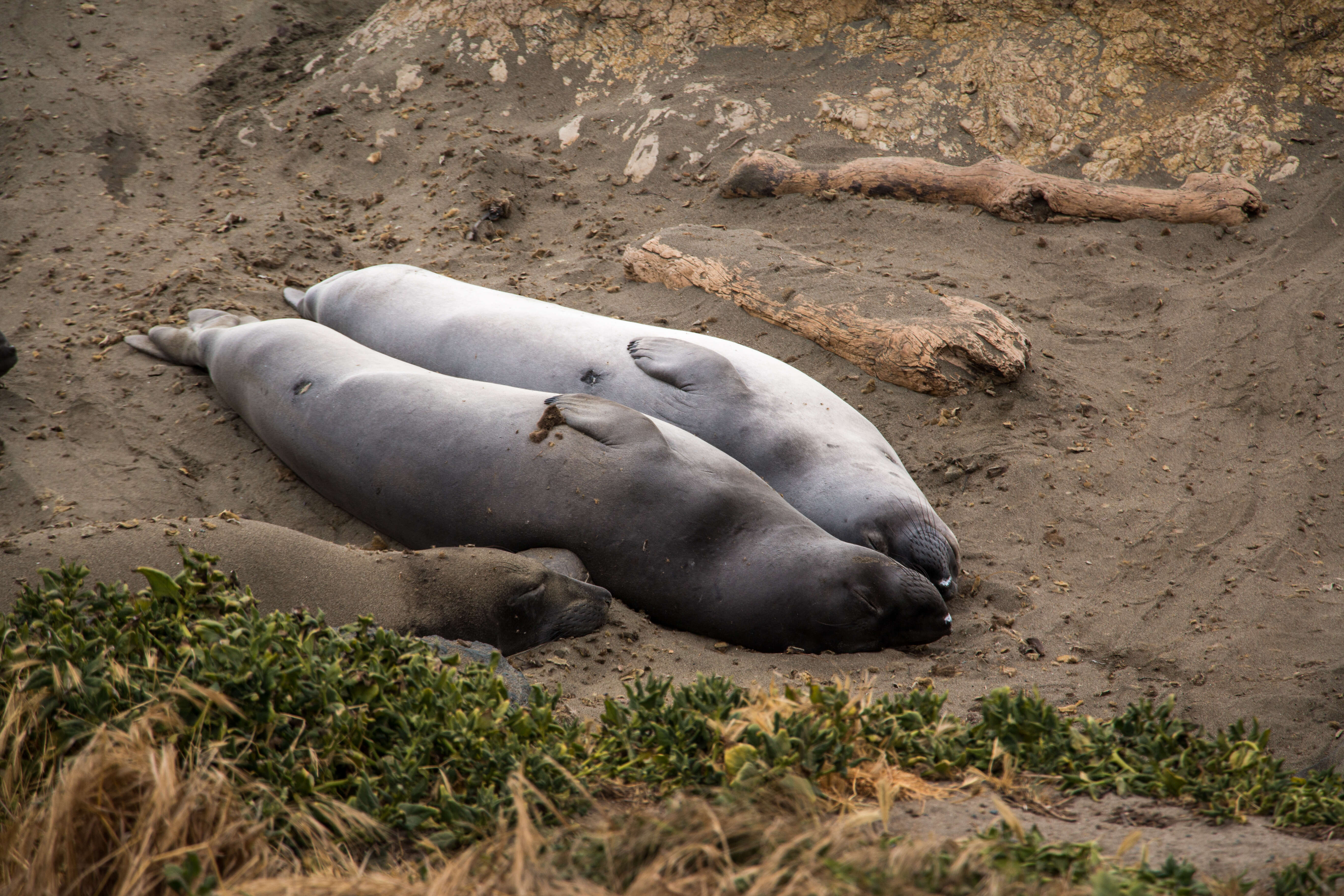 Image de Éléphant de mer du nord