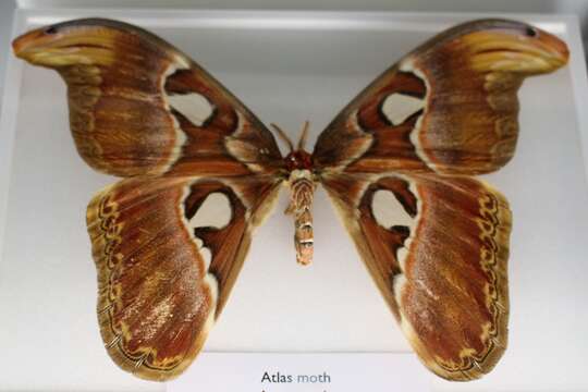 Image of atlas moth