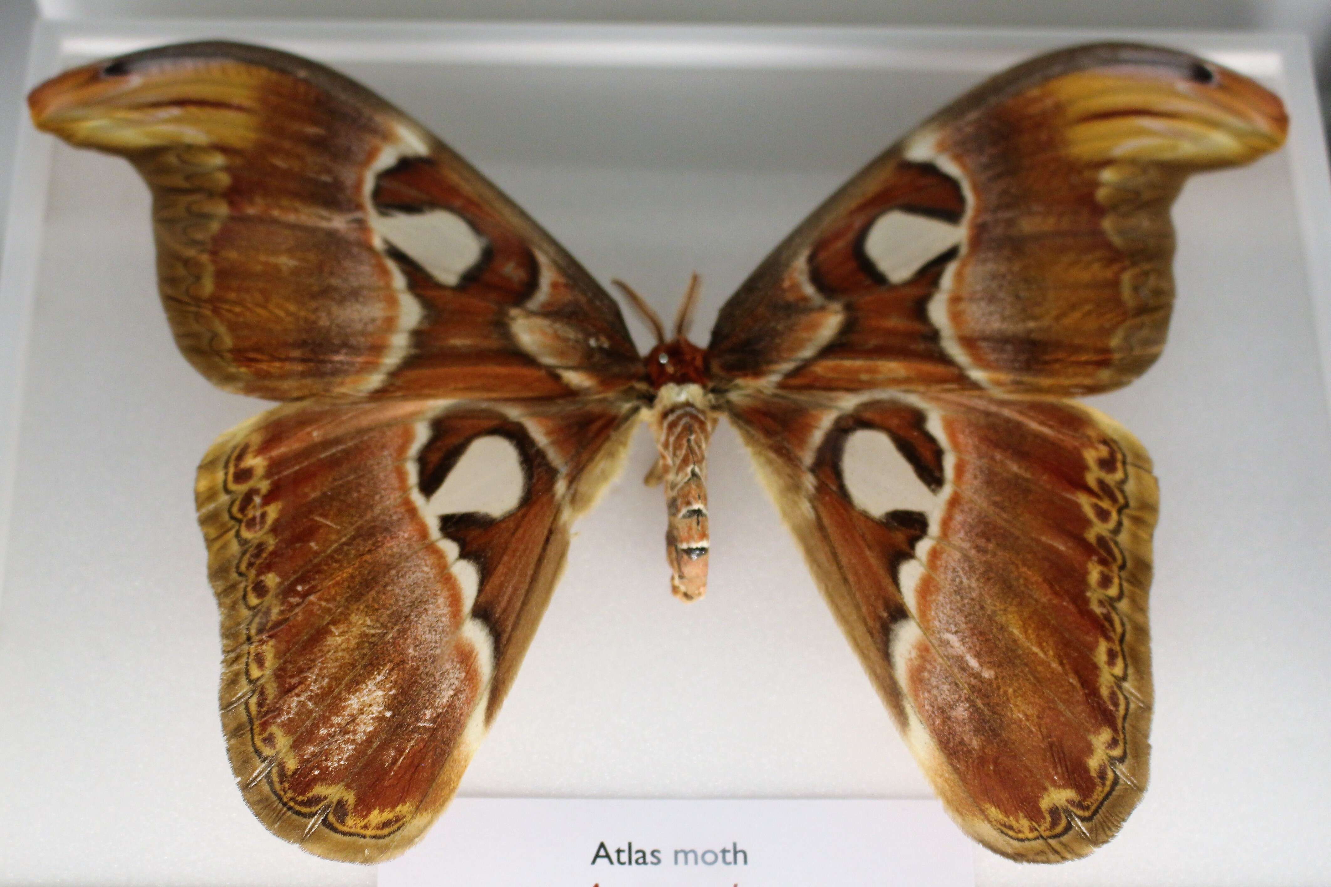 Image de Attacus atlas (Linnaeus 1758)