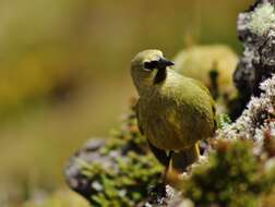 صورة Rowettia goughensis (Clarke & WE 1904)